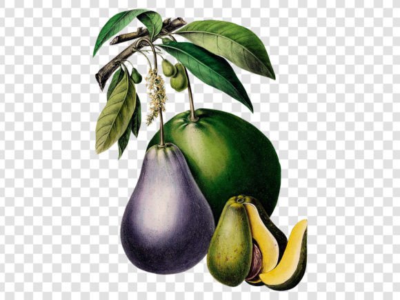 Download Avocado Retro Illustration - Illustration Collection